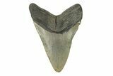 Fossil Megalodon Tooth - North Carolina #272801-2